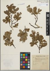 Foto von Salix hastata L.